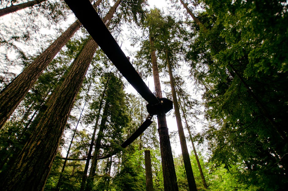 Explore the serene beauty of a lush forest with towering trees and a high walkway.